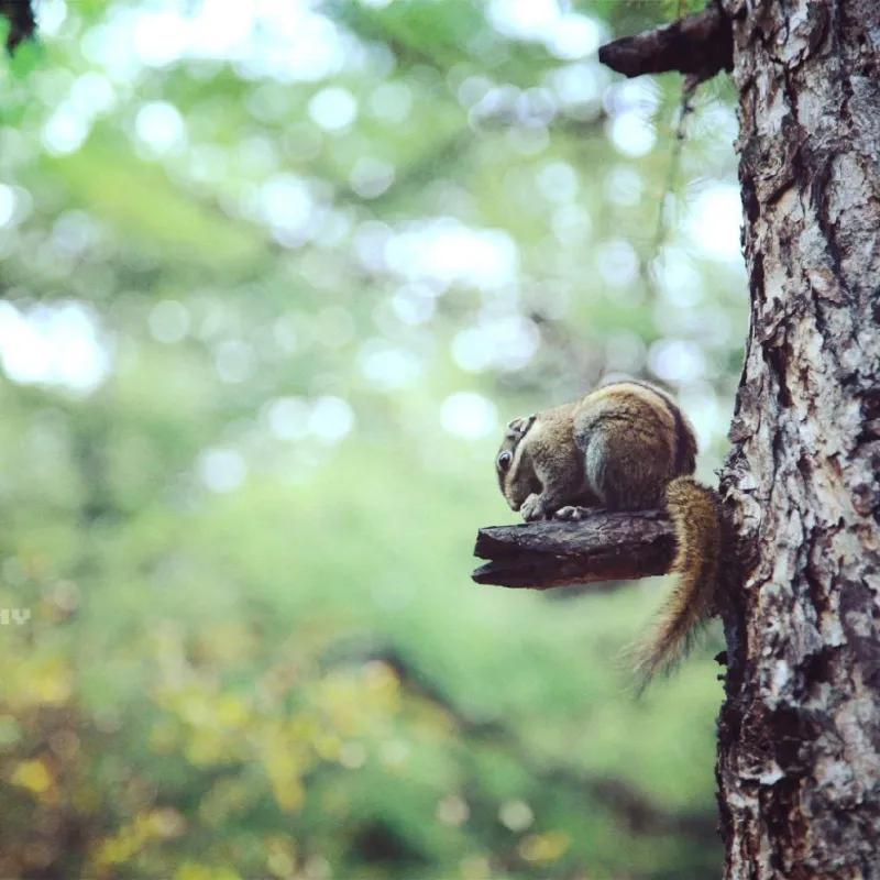 去稻城亚丁要经过哪些地方,去稻城亚丁旅游必备什么条件呢
