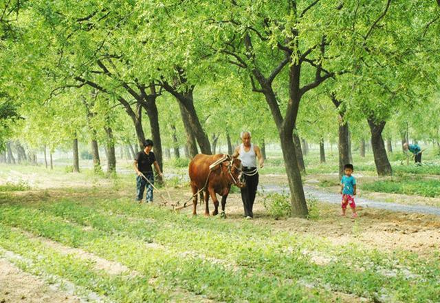 最适合庭院栽种的果树,适宜庭院种植的观赏果树