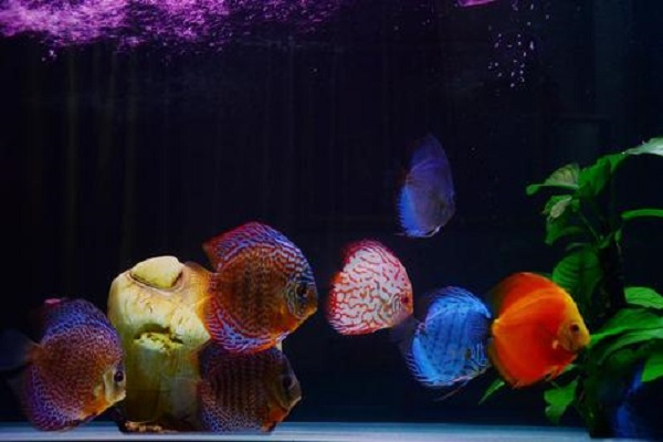 混养龙鱼有哪些,可以和龙鱼混养的有哪些鱼