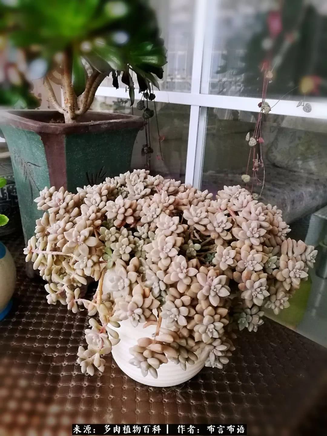 多肉的真实生活感悟,多肉的生活感悟