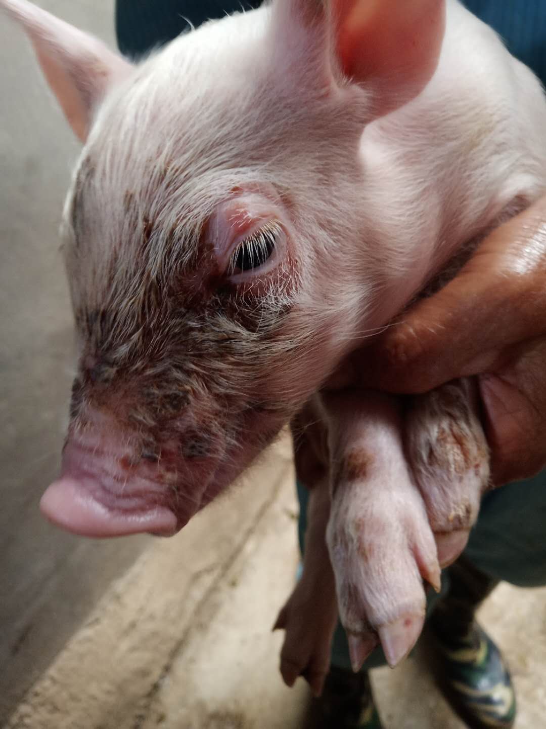 猪渗出性皮炎的症状和治疗,猪圆环病毒渗出性皮炎怎么治疗