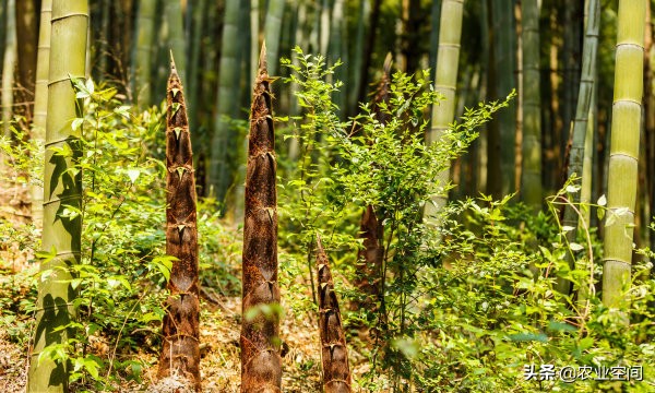 干竹笋是怎么加工而成的,竹笋怎么加工