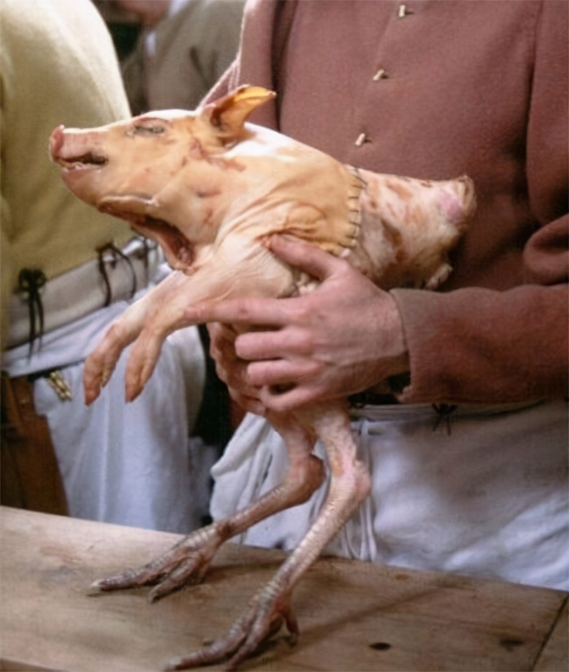 海狸尾巴汤,海狸尾巴与乌龟汤