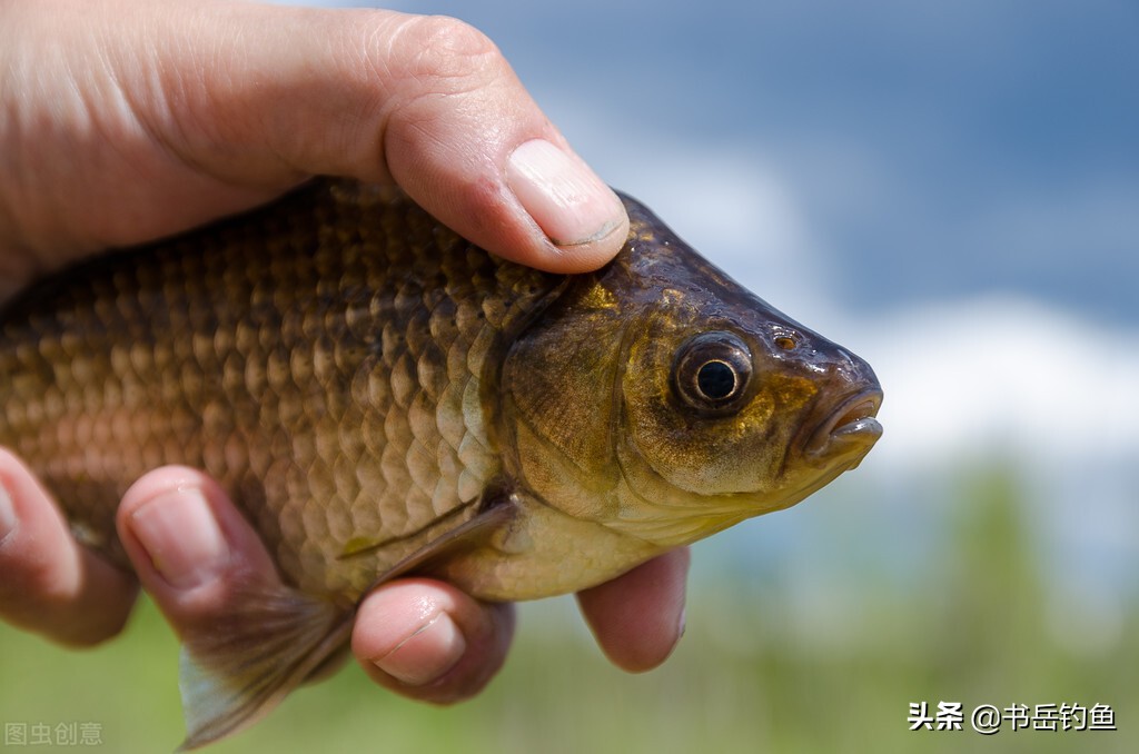 用丸九钓黑坑,野钓用丸九饵效果好吗