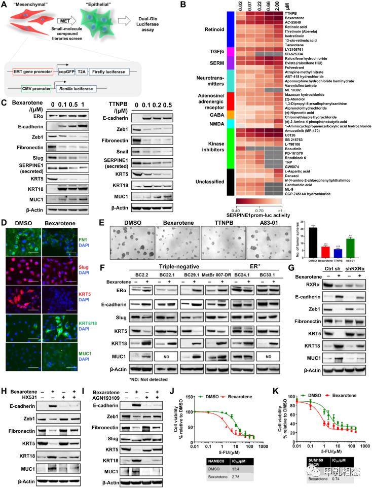 维甲酸能治疗什么病,乳癌早期化疗ac和tc哪个方案好