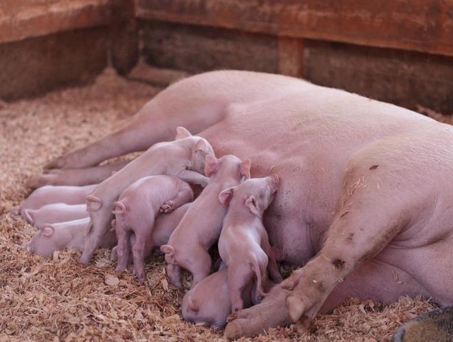 第一胎母猪产木乃伊胎的原因,母猪产小猪第一头死的是怎么回事