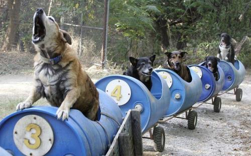 妹子求助如何让自家阿拉斯加不叫，网友纷纷出招，最后这位厉害了