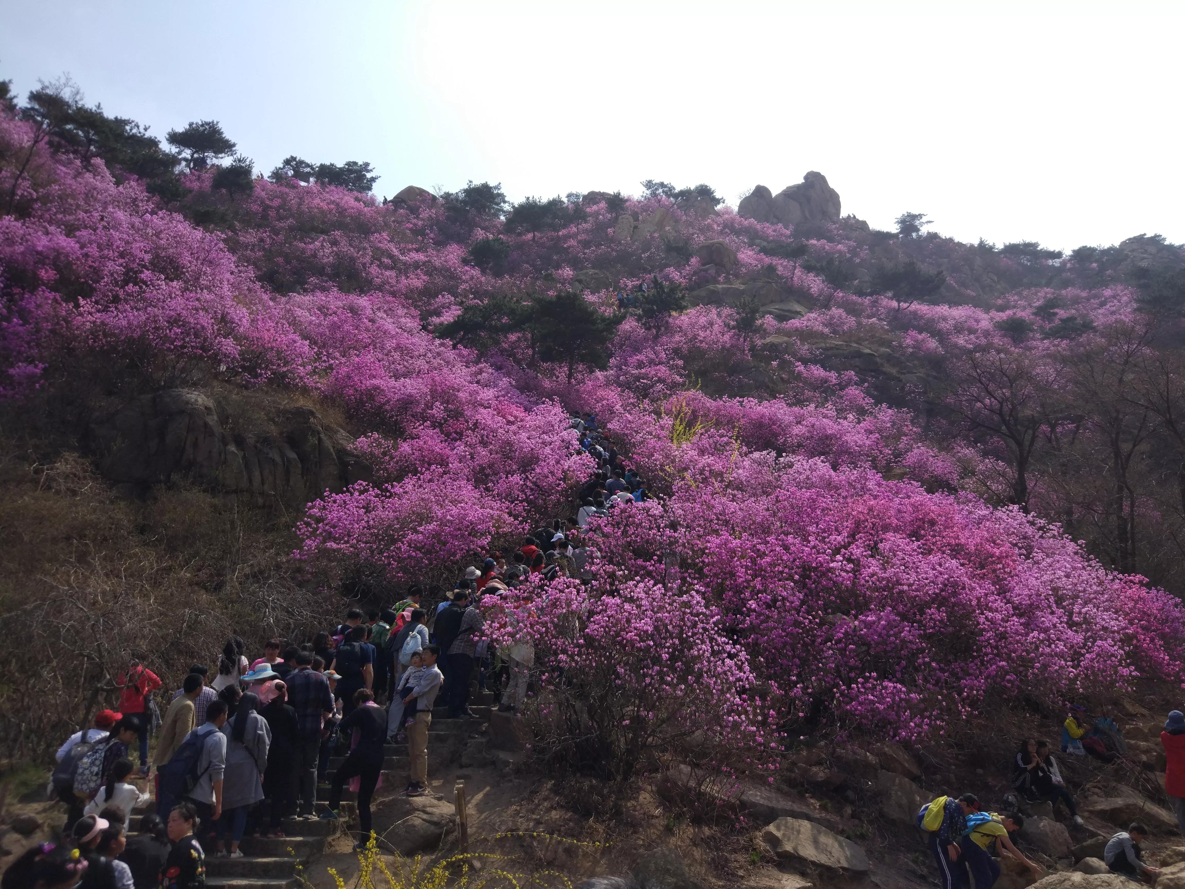 黄岛印象和新楼盘多少钱,黄岛乡村印象