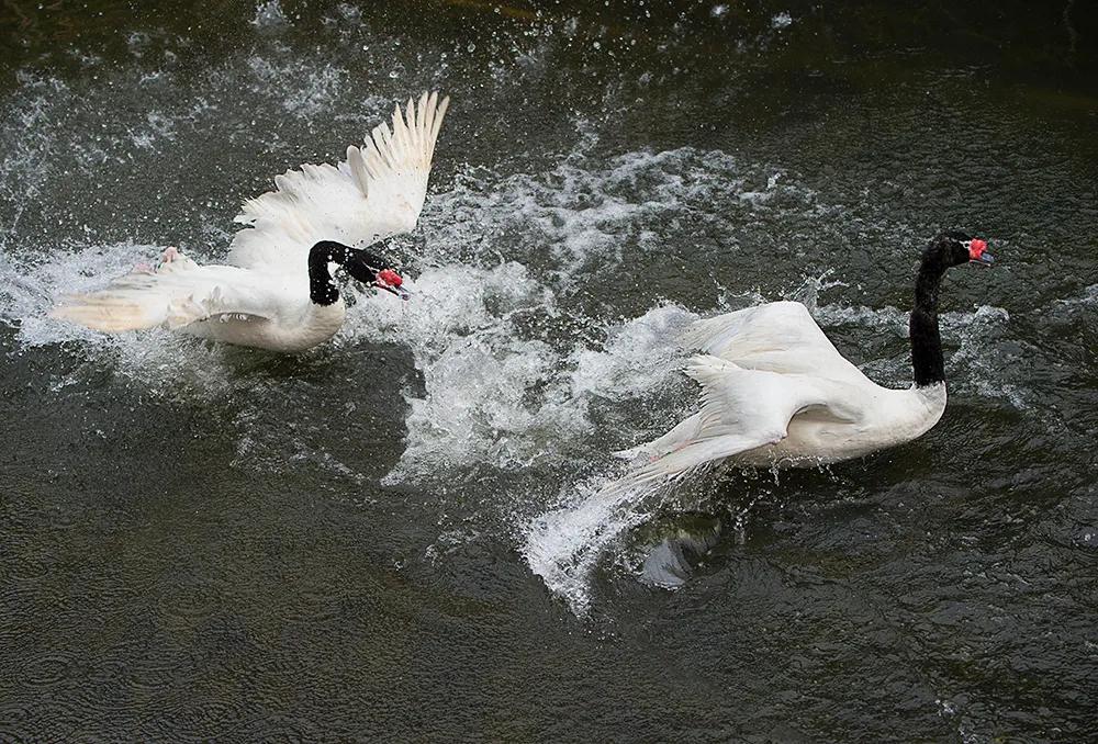 津门网司徒志文:广州动物园——黑颈天鹅