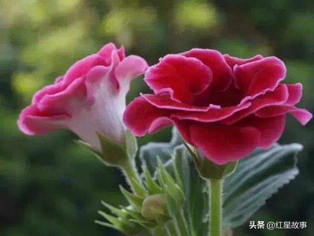 追忆我的父亲母亲,怀念我的父亲和母亲