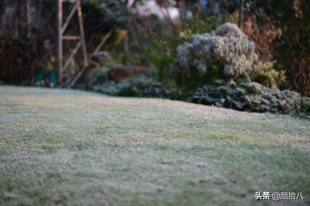 零下9度来袭，花园里的绿色是那么动人|园丁