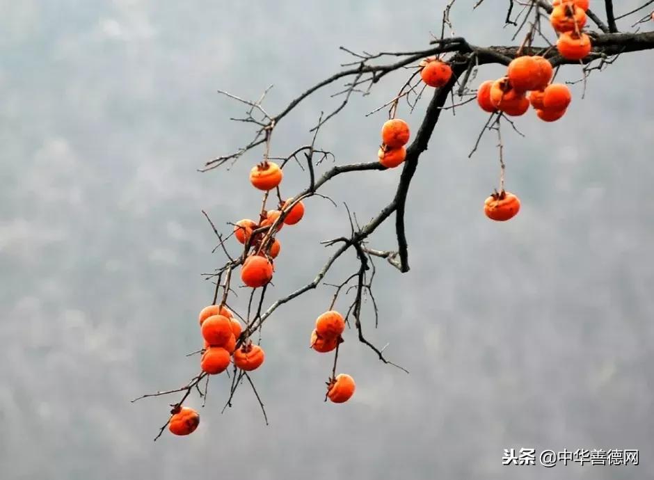 留几枚柿子在树上吧,让感恩变成一种习惯