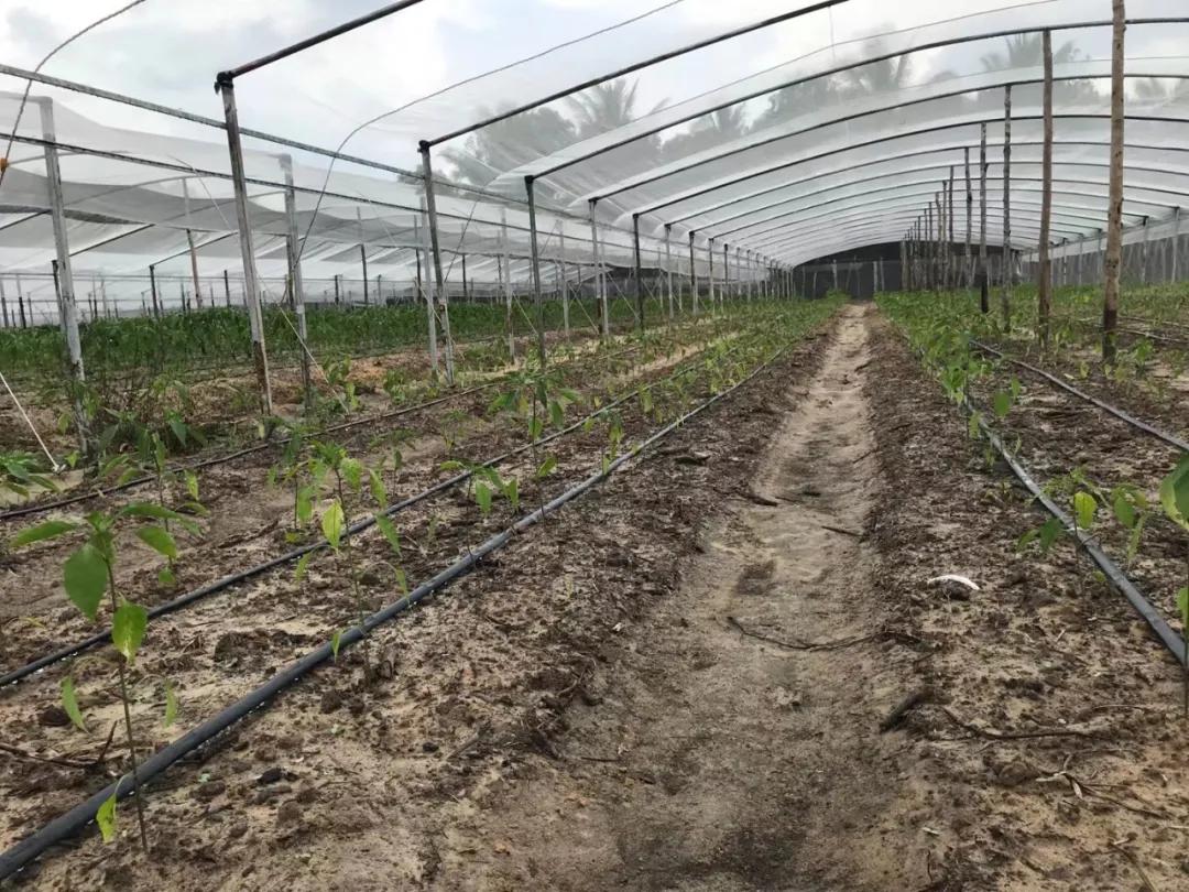 他从老师转行到柬埔寨当“农民”，2次从零开始，如今终见希望