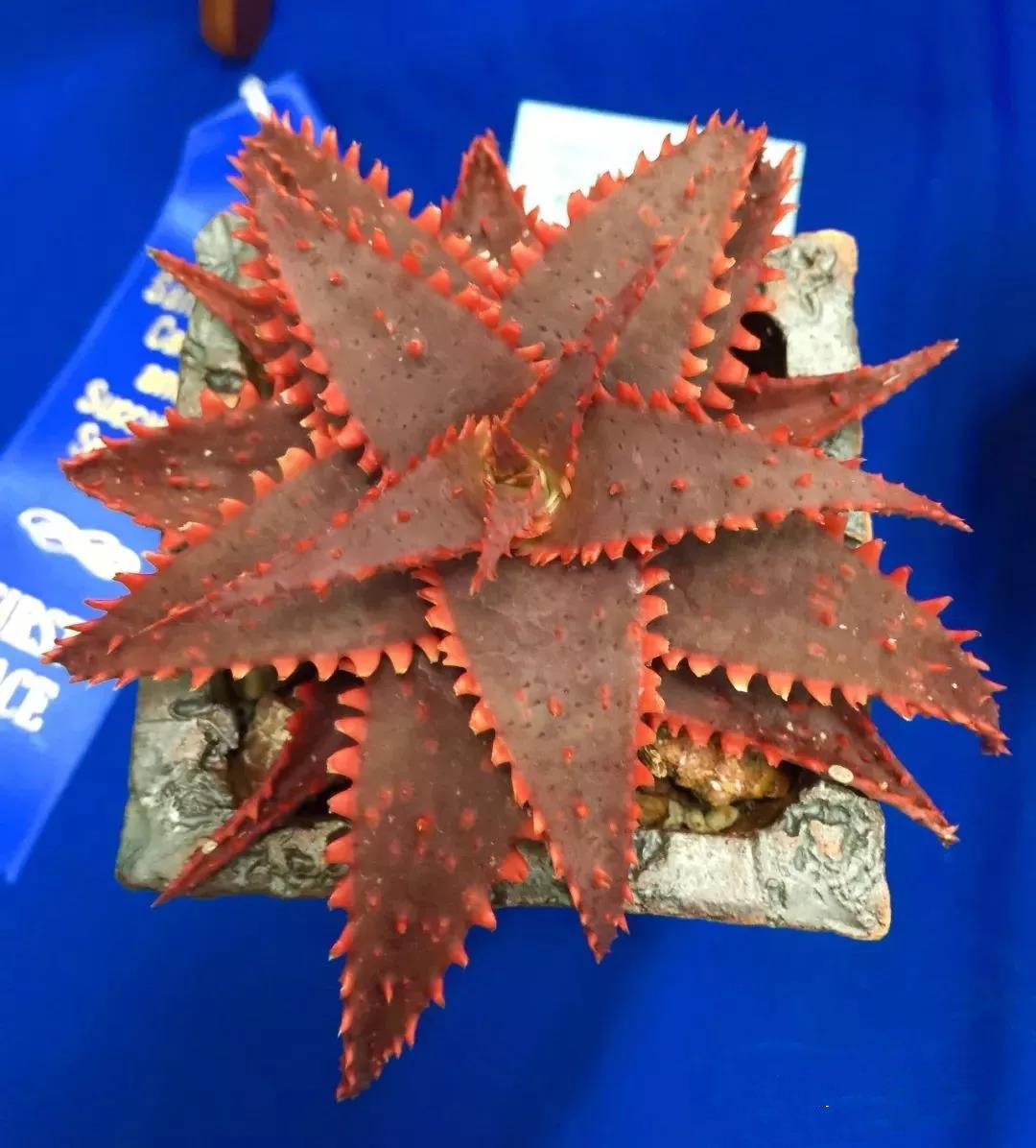 园艺观赏芦荟,园艺芦荟图鉴说明