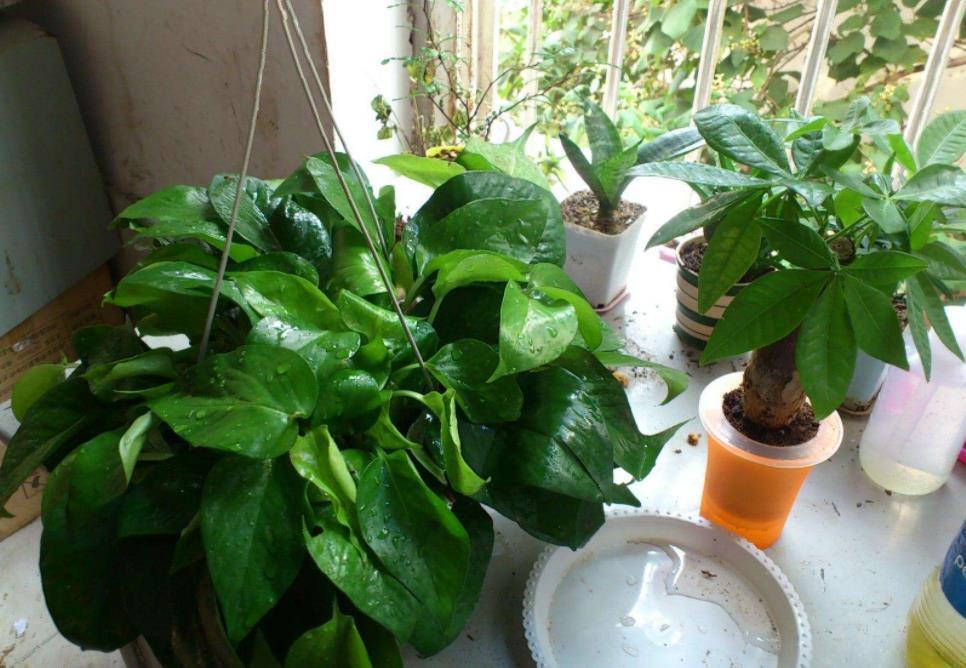 种植绿萝的过程与生长变化,绿萝如何种植更为好养