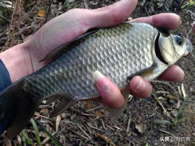 老玉米煮熟后野钓打窝好钓鲫鱼吗,野钓用什么打窝料可以钓鲫鱼鲤鱼