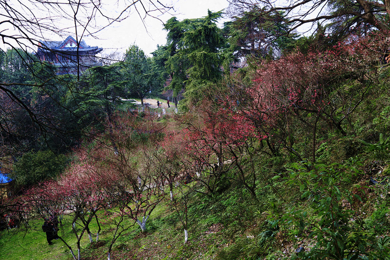 南京古林梅岭，二梅报春；盆景园梅花，婀娜多姿