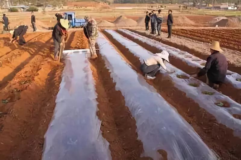 彩色地膜的作用,地膜都有什么作用