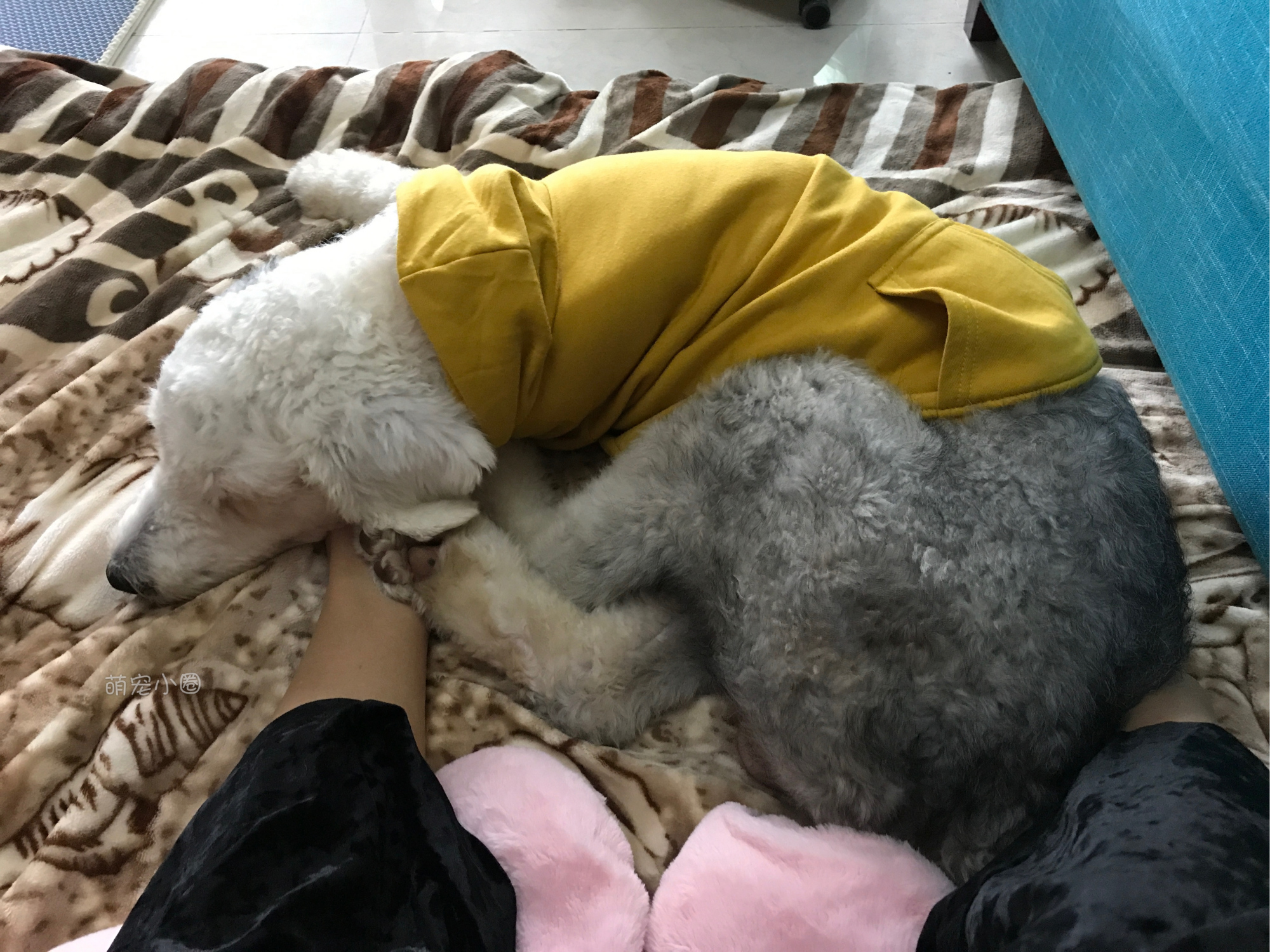 一只狗狗在家里面会无聊吗,狗狗自己在家会不会很无聊