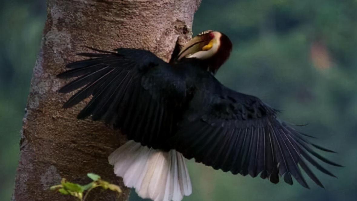 头骨最值钱鸟,头骨很珍贵的鸟
