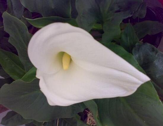 马蹄莲鲜切花花朵发黄焦边干枯,马蹄莲花蔫叶子发黄是什么原因