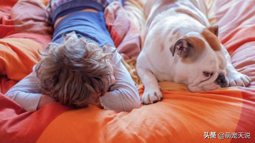 狗狗同床睡的危害,狗狗跟人一起睡对人有什么坏处