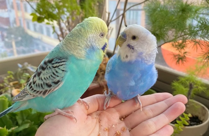 鹦鹉不听话怎么办,鹦鹉不听话的危害