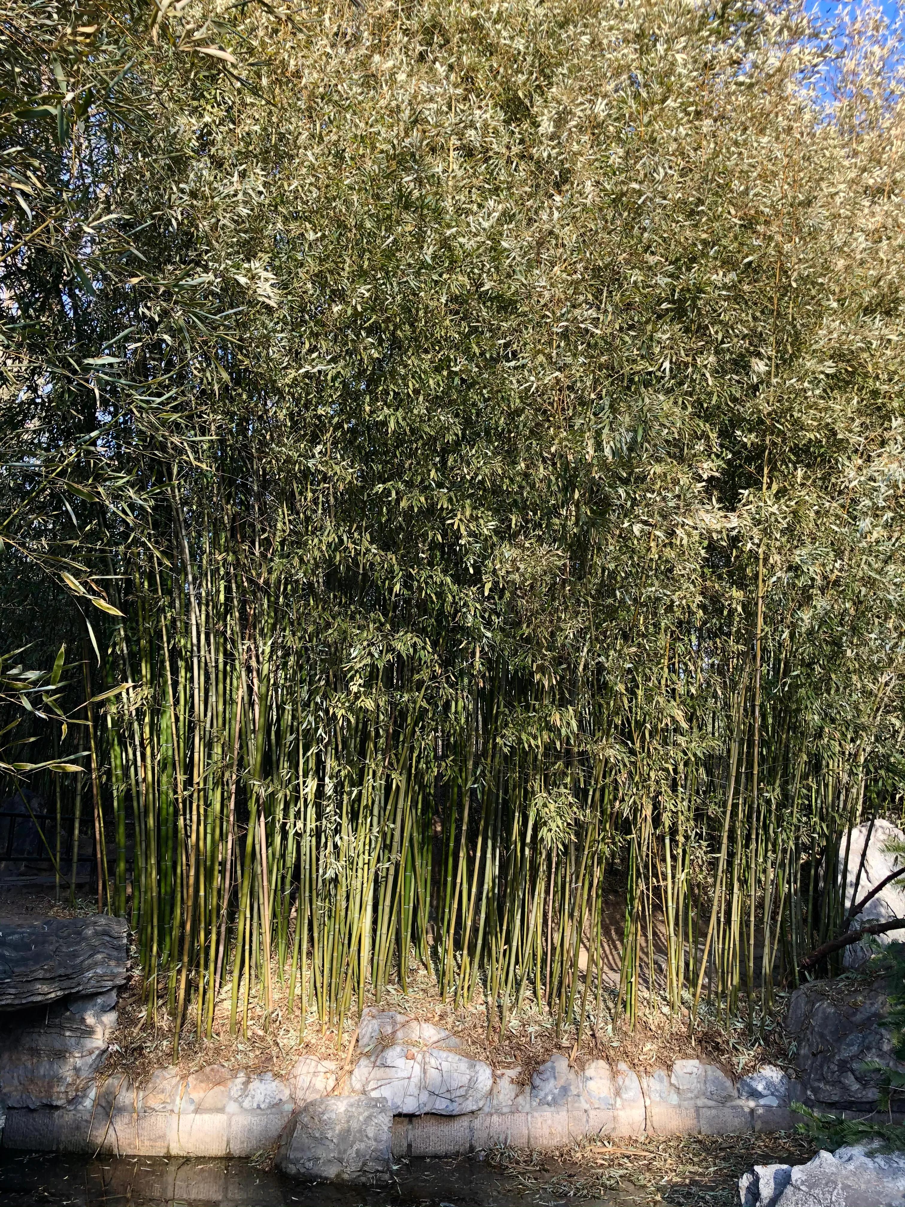 冬日紫竹院公园最新消息,冬日紫竹院公园