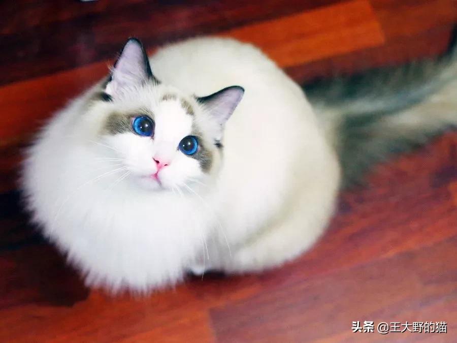 什么品种的猫猫最容易养,想养好可爱的猫猫