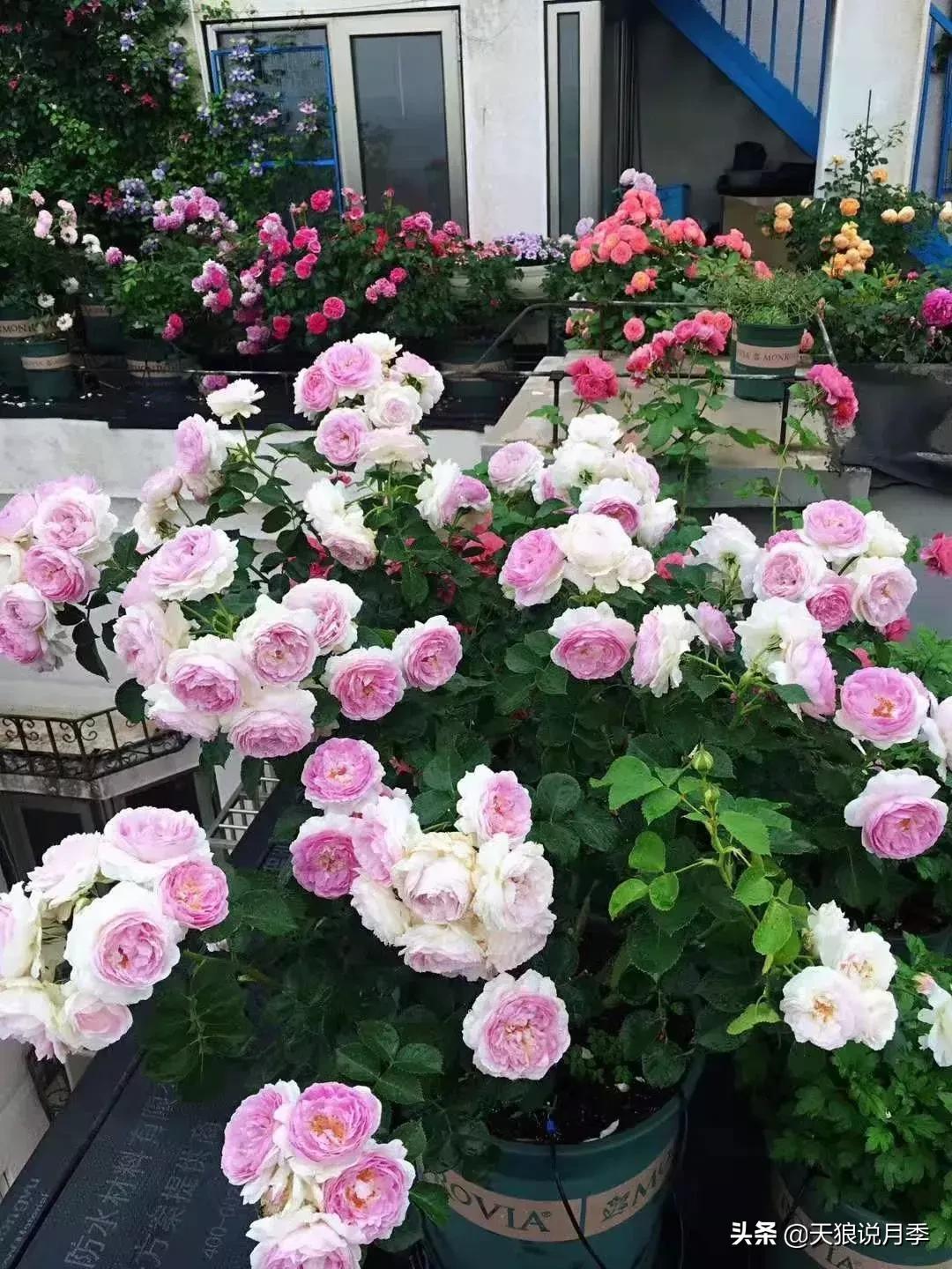 露台打造花海,她用10年改造庭院