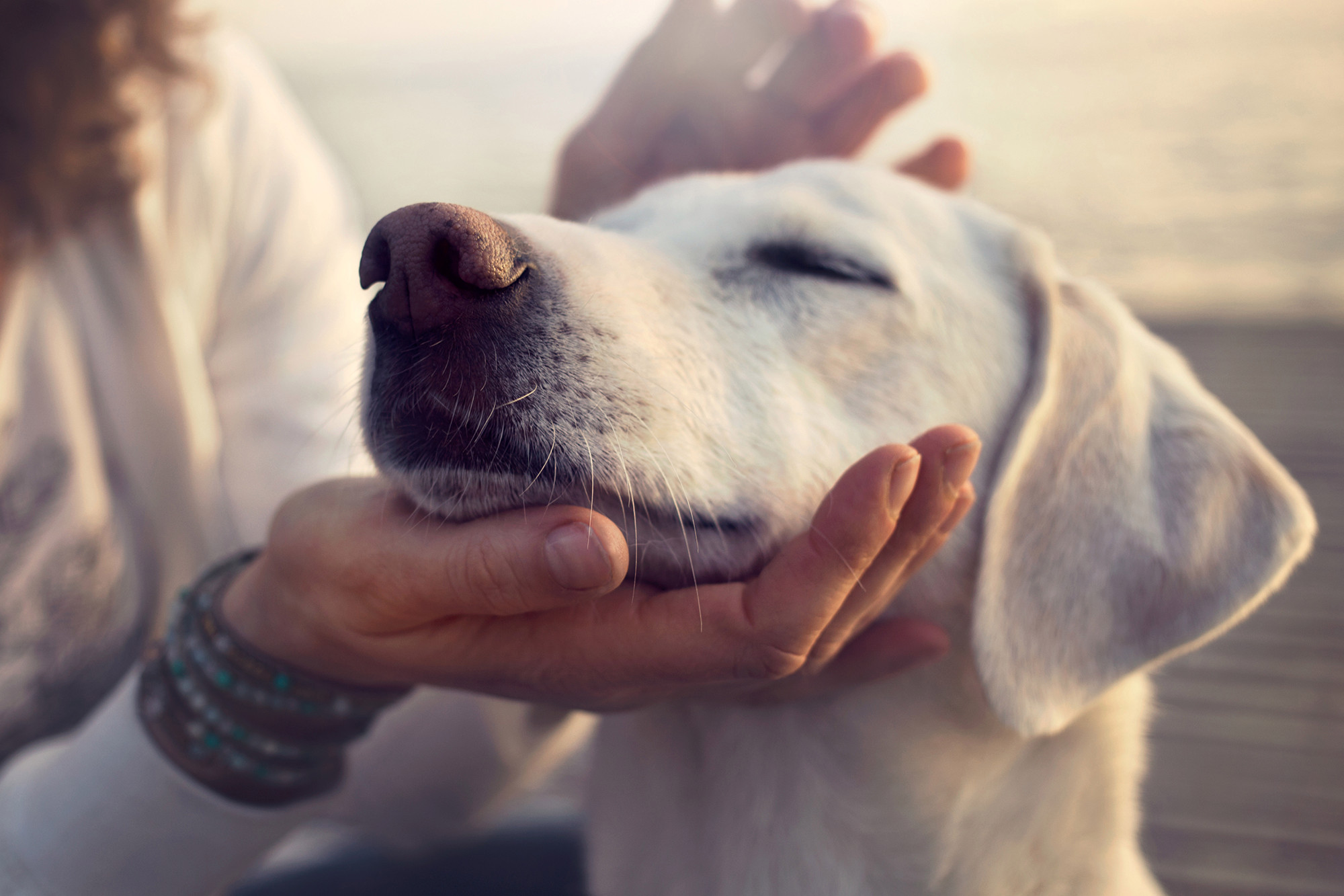 阿拉斯加怎么训练不爆冲,拒绝狗狗上沙发训练