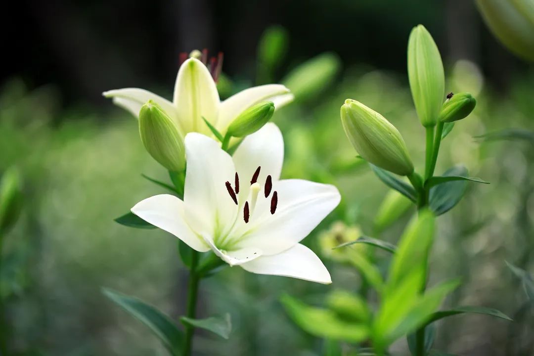 在济南花式避暑，一见“清”心！只需一瞥，便足以把酷夏原谅…