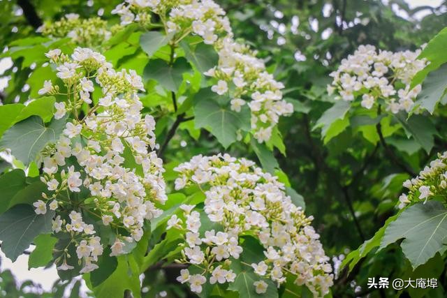 潮汕赏花一日游最佳去处,潮汕五一小众旅游推荐