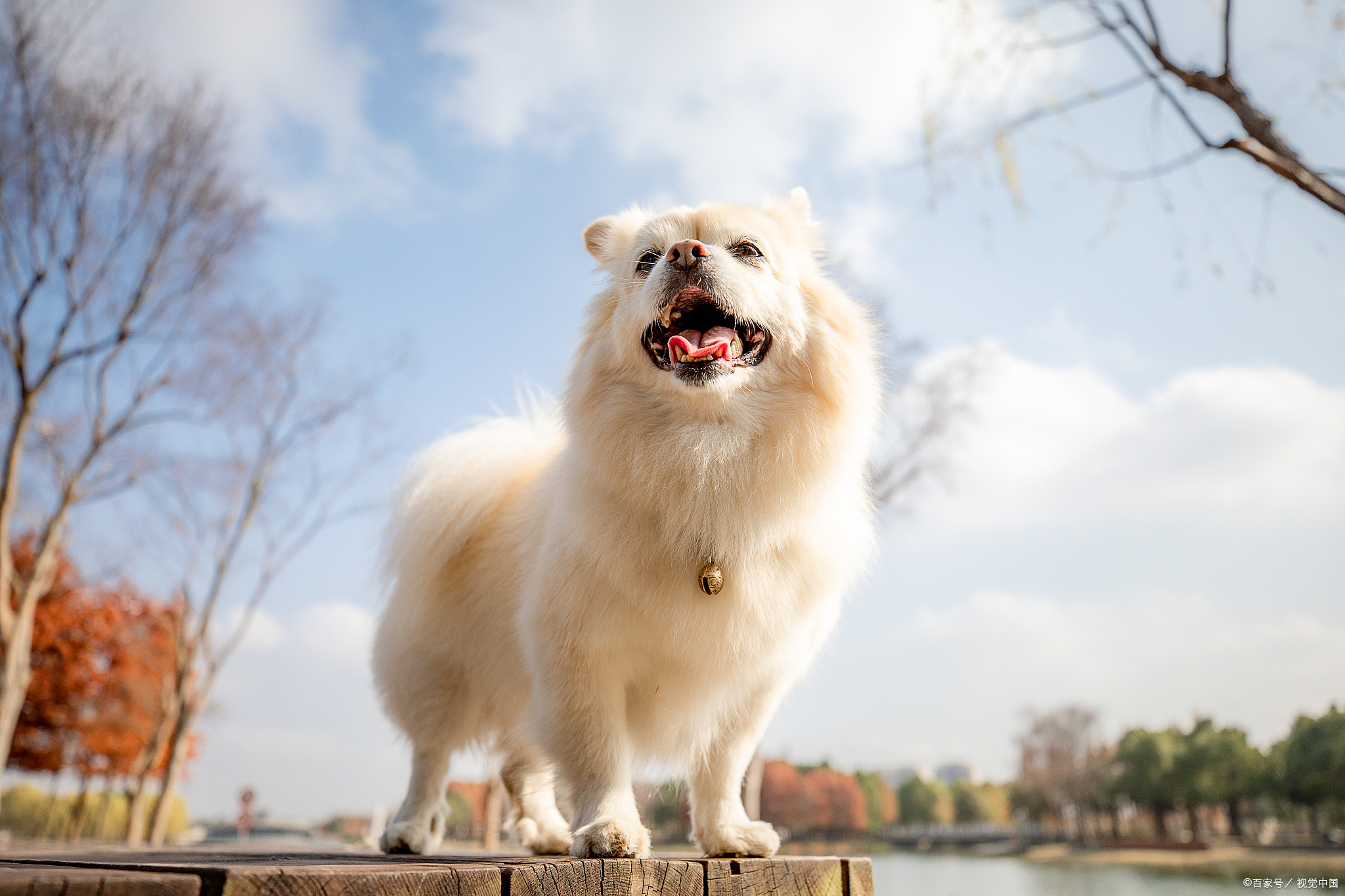 6个月博美吃多少狗粮好,6个月博美一天吃多少狗粮