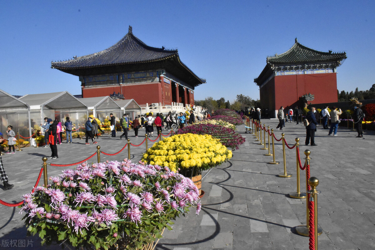 重阳节赏菊花的介绍,赏菊打卡好去处