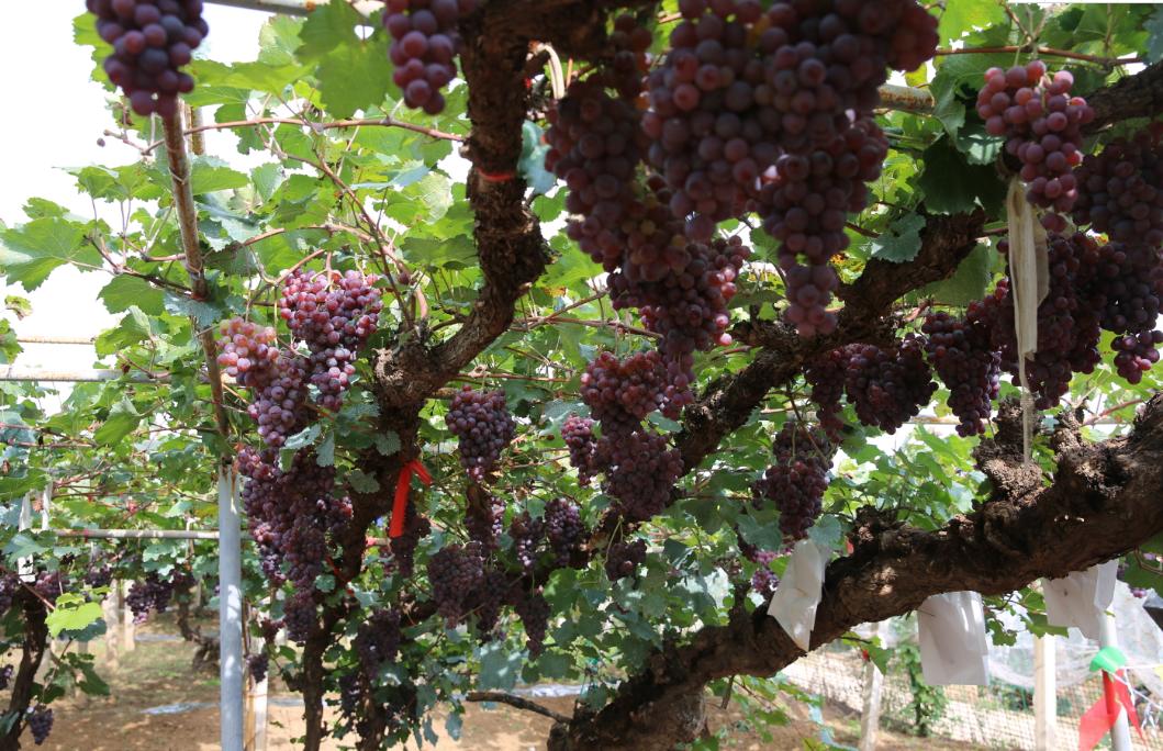 张家口葡萄王树,涿鹿县葡萄王图片