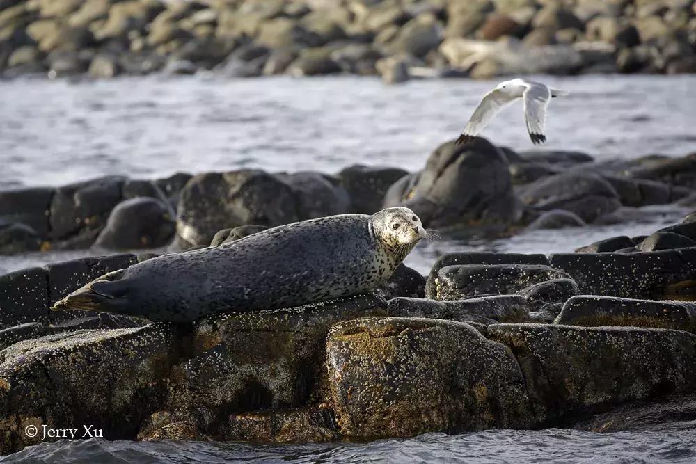 宝典妈妈带你了解国际海豹日,国际海豹日科普