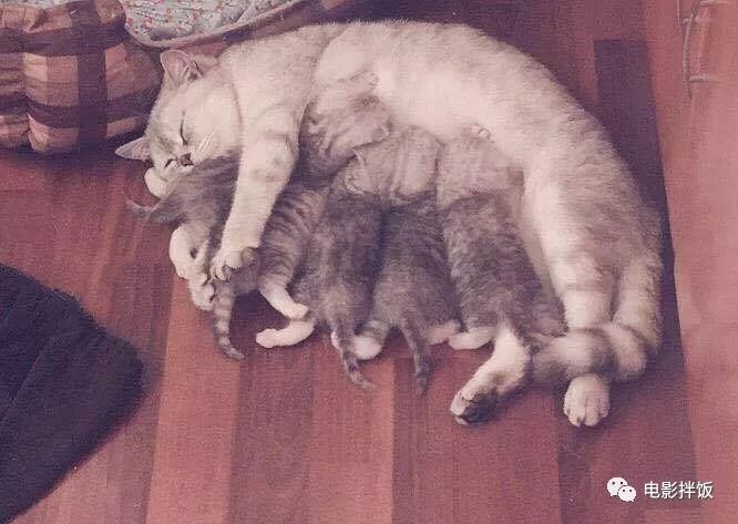 伊丽莎白圈养猫新手入门注意事项,最适合家养的猫排名养猫新手必看