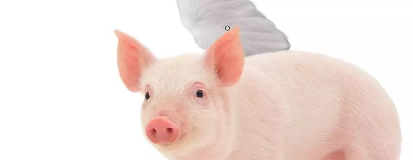 ps小猪怎么做,ps怎么合成驴子