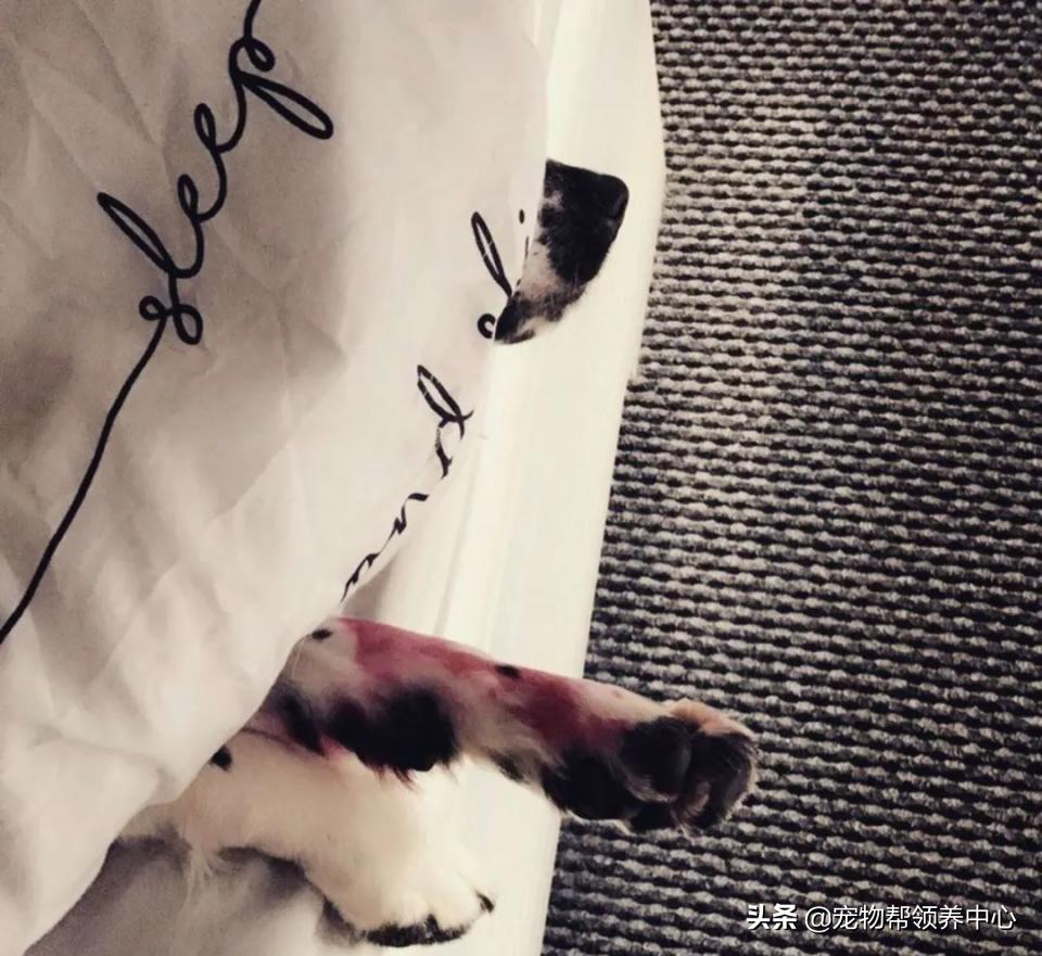 刚刚到家的狗狗身上非常脏怎么办,刚到家的狗狗发现有皮肤病