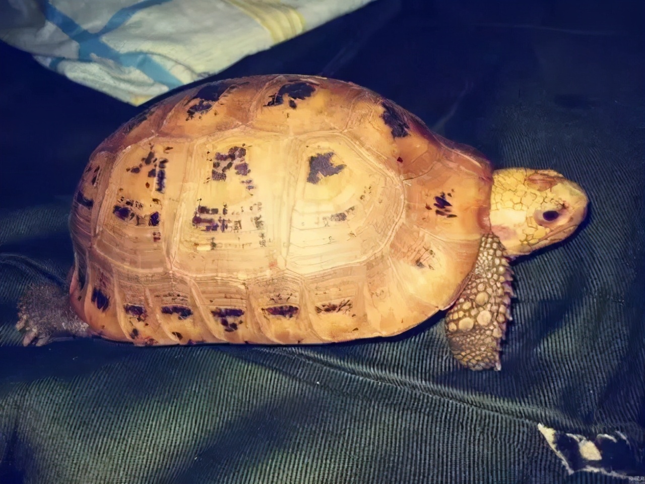 龟类纪录片,龟类图片