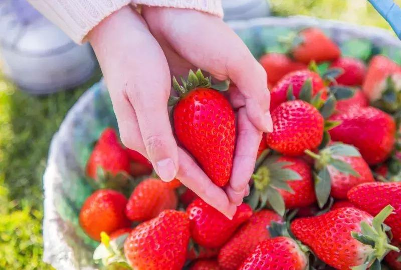 石家庄草莓采摘基地推荐,石家庄周边采摘园摘草莓