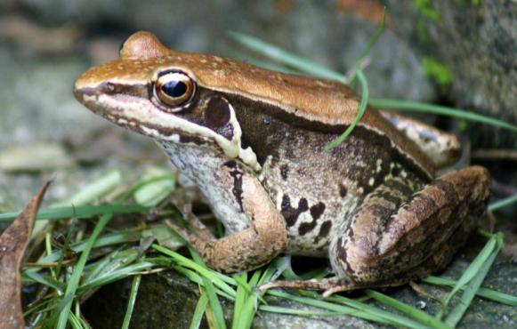 养殖青蛙的技术,青蛙养殖有风险吗