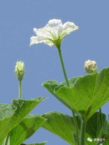 院子里种什么十多年后价值很高,院子里种什么最值钱