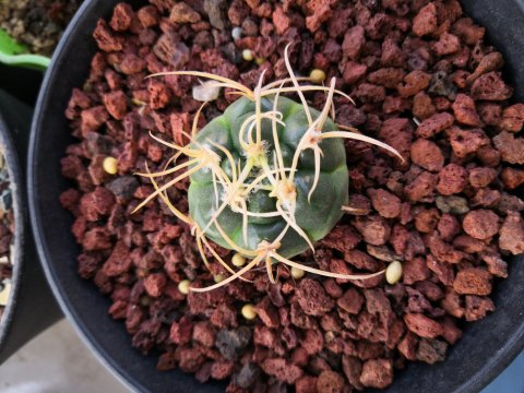 148个仙人球品种大全,100个仙人球品种