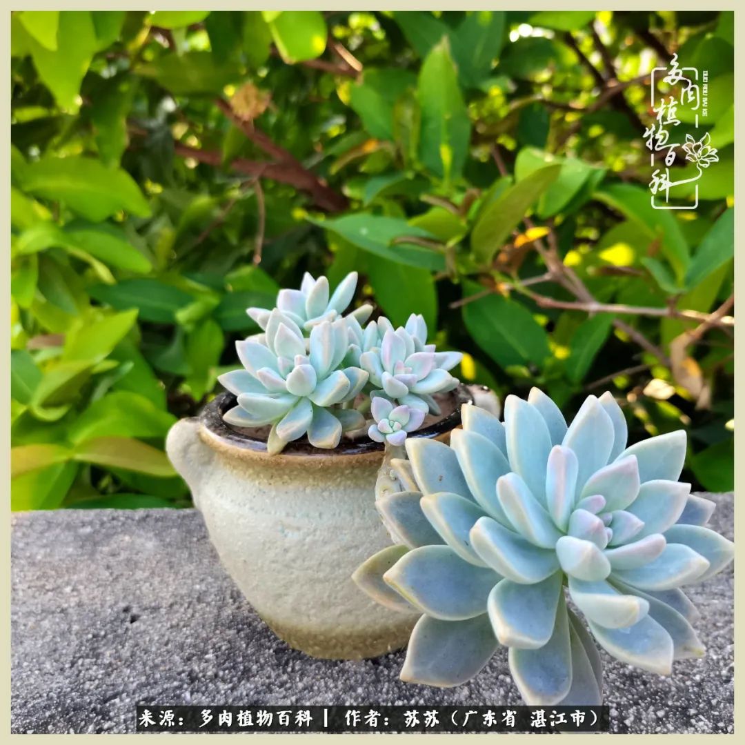 不要辜负与多肉的美好时光,多肉可以给人岁月静好的感觉