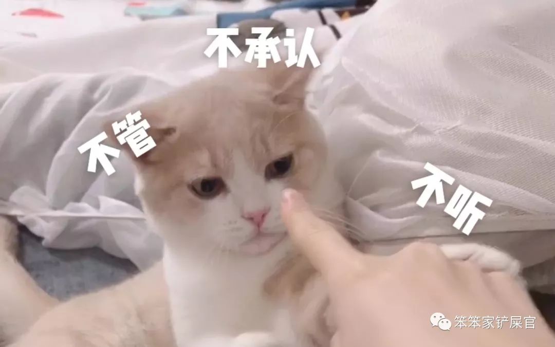 猫咪乱拉乱尿的解决方法,猫咪乱拉屎打了也不改怎么办