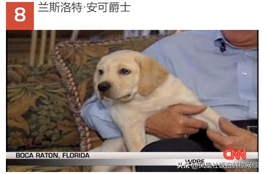 十大最昂贵动物排名,世界十大最贵的动物排行榜