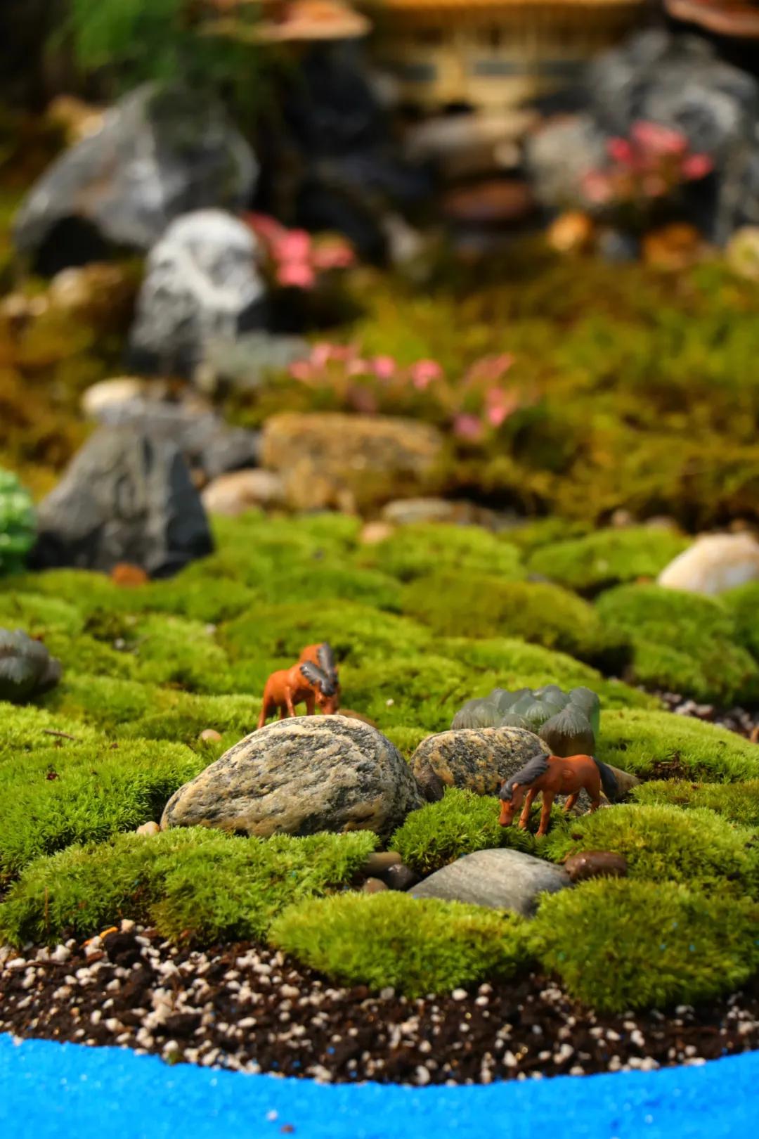 这个年销量上亿株多肉的县城，举办了首届多肉电商节