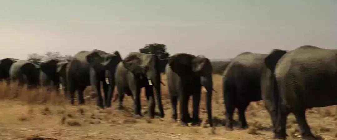 电击脱发,电击治疗斑秃